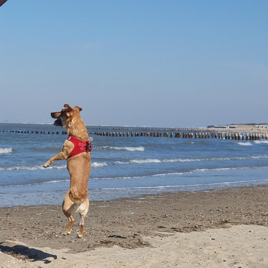 Bonnies Beach & Spa Duinnest Cadzand Exterior foto